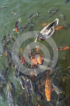 A duck swimming above carp koi fishes in a lake