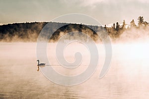 Duck swimming ake of two rivers in algonquin national park ontario canada sunset sunrise with much fog foggy background