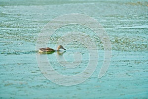 Duck swimming in algal bloom city lake, copy space