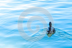 Duck swimming alone through blue water