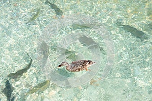 Duck swimming in the clear transparent water of Lake Garda. Waterfowl dive