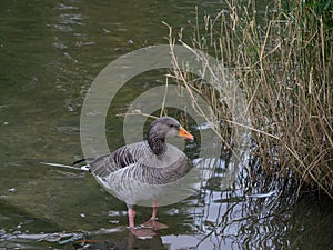 Duck swimming en el Vendrell photo