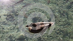 the duck swimming between the fishes in the lake