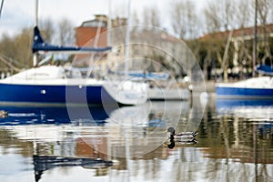 Duck swimming in front of colourful yachts docked at marina of Lecco town. Picturesque waterfront of Lecco located between famous