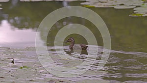 Duck Swimming | Hercules Garden, Blair Castle, UK