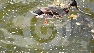 Duck swimming inside the water