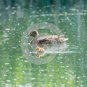 Duck swimming with its baby in the lake