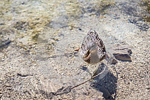 A duck swimming in Lago Ghedina, an alpine lake in Cortina D`Ampezzo, Dolomites, Italy photo