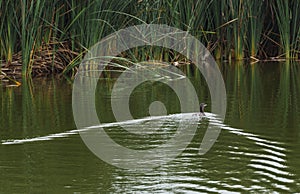 Duck swimming in a lagoon photo