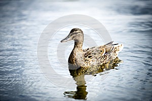 Duck swimming in the lake