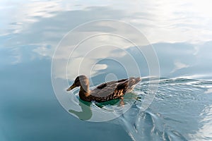 Duck swimming on a lake Bled, sky and clouds reflection, Slovenia Slovenija, female waterfowl brown bird