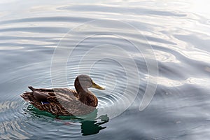 Duck swimming on a lake Bled, sky and clouds reflection, Slovenia Slovenija, female waterfowl brown bird