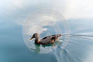 Duck swimming on a lake Bled, sky and clouds reflection, Slovenia Slovenija, female waterfowl brown bird, radial blur