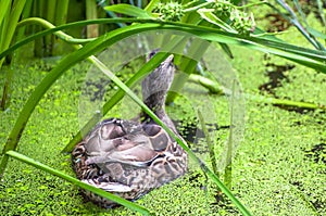 Duck swimming in lake covered with water plants among grass