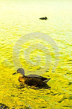 Duck swimming in the Loch Lomond lake in Luss, Scotland, UK