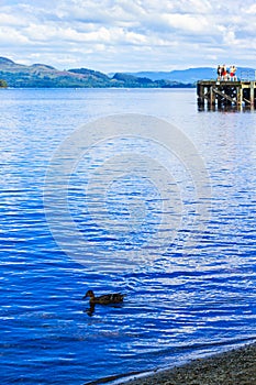 Duck swimming in the Loch Lomond lake in Luss, Scotland, UK