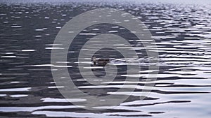 Duck swimming in Matheson lake in New Zealand