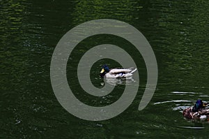 Duck swimming in the morning river