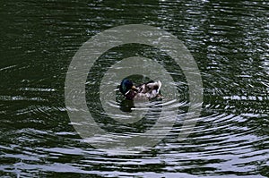 Duck swimming in the morning river with waves