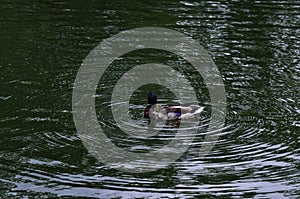 Duck swimming in the morning river with waves