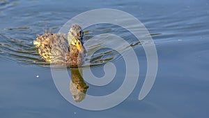 Duck swimming on Oquirrh Lake in Daybreak Utah