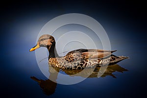 Duck swimming on park pond