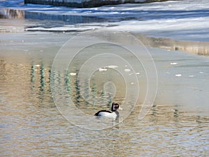 Duck swimming in a partially frozen pond