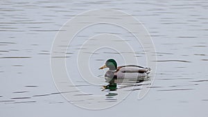 Duck swimming in peaceful pond water