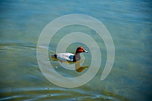 The duck swimming in Pildammsparken lake in the city of Malmo