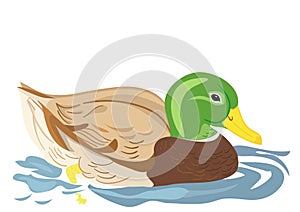 Duck swimming in pond
