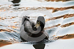 Duck swimming in pond in the afternoon