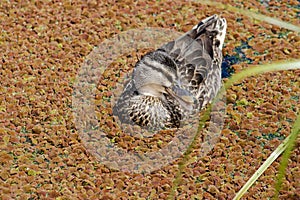 A duck swimming on a pond covered with azolla