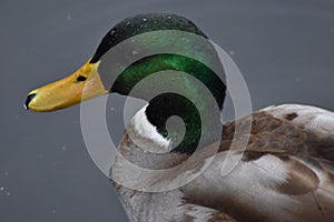 Duck swimming in a pond