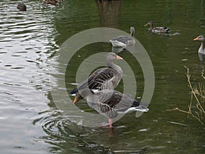 Duck swimming en el Vendrell photo