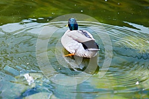 Duck swimming in a pond photo
