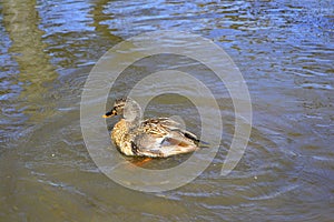 Duck swimming on a pond with green water while looking for food