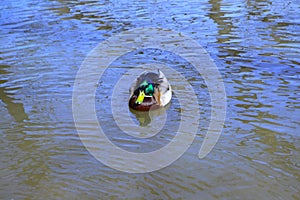 Duck swimming on a pond with green water while looking for food