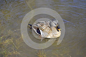 Duck swimming on a pond with green water while looking for food