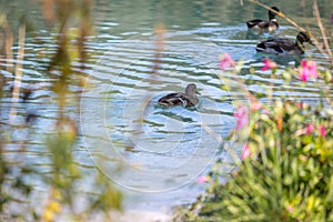 Duck are swimming in a river, blue water and blurry copse