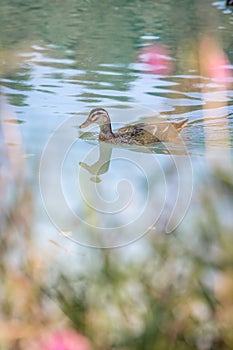 Duck are swimming in a river, blue water and blurry copse