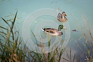 Duck are swimming in a river, blue water and blurry copse