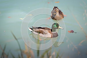 Duck are swimming in a river, blue water and blurry copse