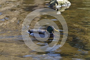Duck swimming on the river