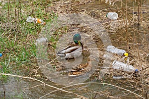 Duck swimming in a river with waste bottles, plastic pollution