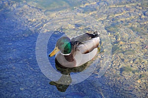 Duck swimming in the sunshine and shadow lake