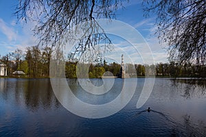 A duck swimming to the Chesma column in the Big lake of the Catherine Park, through the branches of trees. Against a blue sky with photo