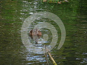 A duck is swimming towards us in the pond