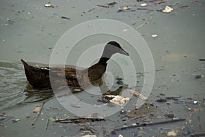 Duck swimming on the trashy river photo