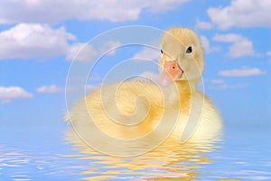 Duck Swimming in the Water