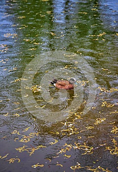 Duck Swimming On The Water